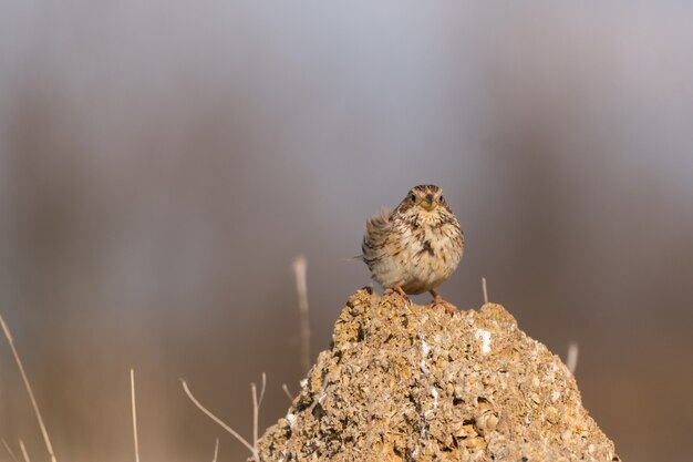 Corn bunting Miliaria calandra sitting on a stone.