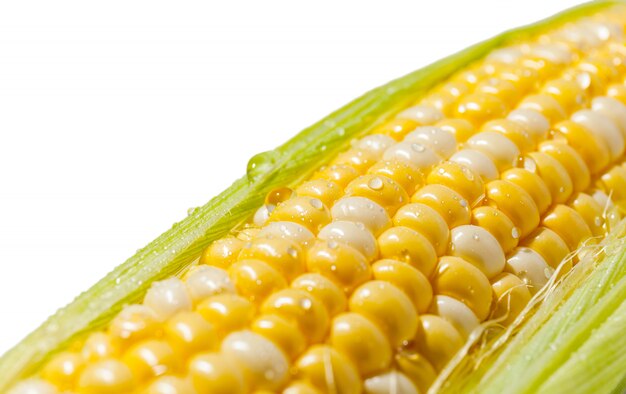 Corn cob closeup