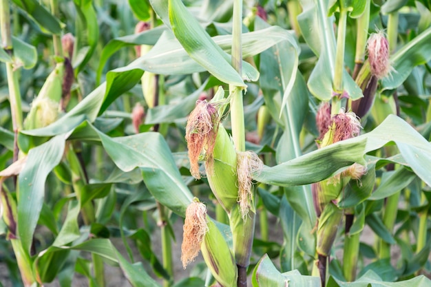 corn cob in corn field ready to harvest