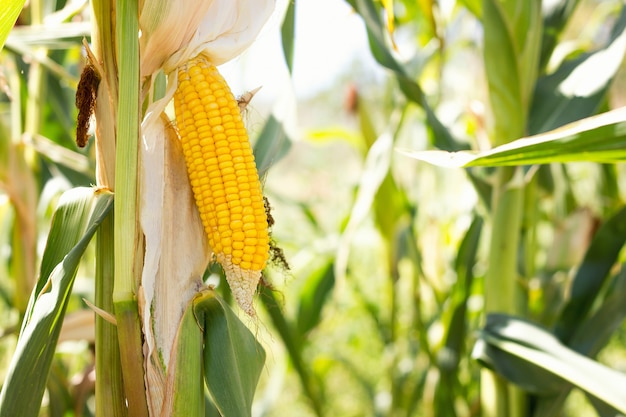 Corn cob in the field ,Collect corn crop. 