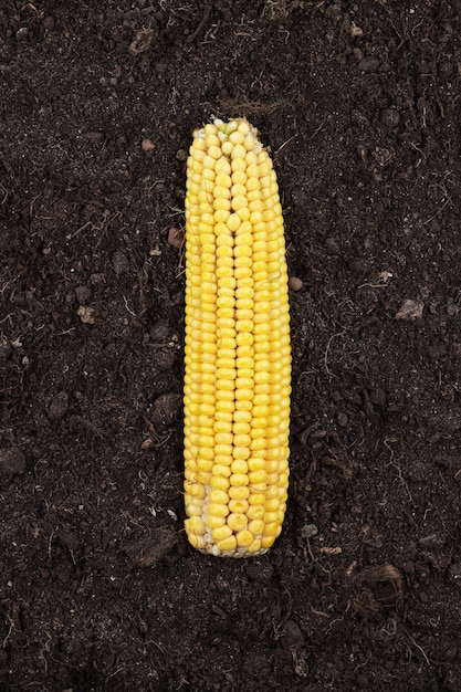 Corn cob on the ground