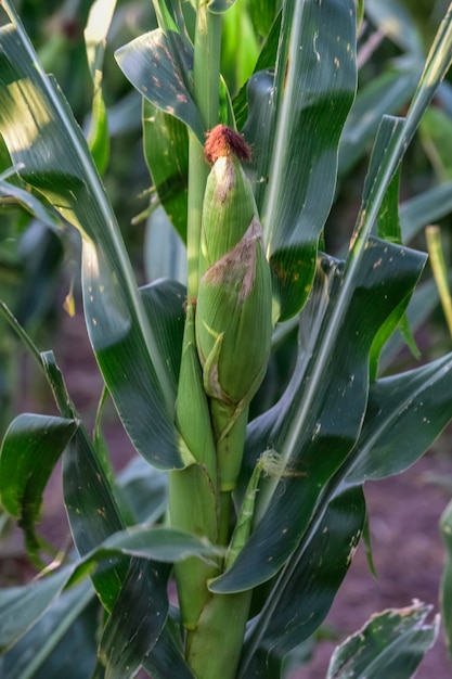 Corn cob growing on plant Buenos Aires Province Argentina