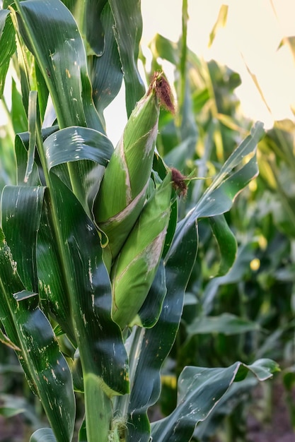 Corn cob growing on plant Buenos Aires Province Argentina