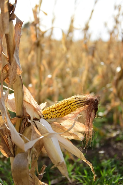 Corn cob growing on plant ready to harvest Argentine Countryside Buenos Aires Province Argentina