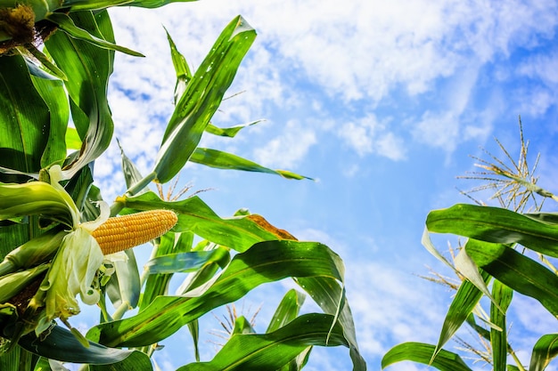 Corn cob growth in agriculture field outdoor with clouds and blue sky