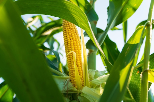 A corn cob is grown in a field Corn in the field