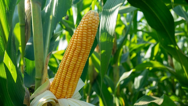 Pannocchia di mais in campo di mais biologico pianta di agricoltura del giardino di mais