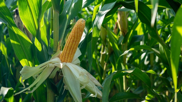 Кукурузный початок на органическом кукурузном поле Кукурузный сад Сельскохозяйственное растение
