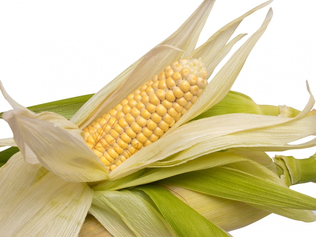 corn cob on white