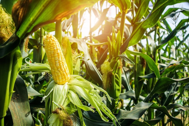 Photo corn cob with green leaves growth in agriculture field outdoor