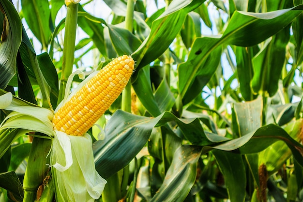 Photo corn cob with green leaves growth in agriculture field outdoor