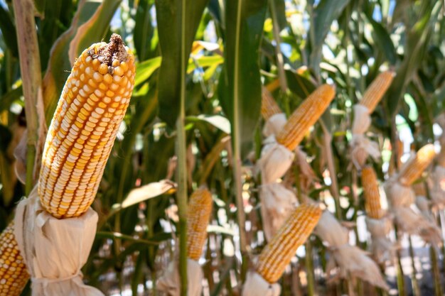 Photo corn cobs in corn plantation field