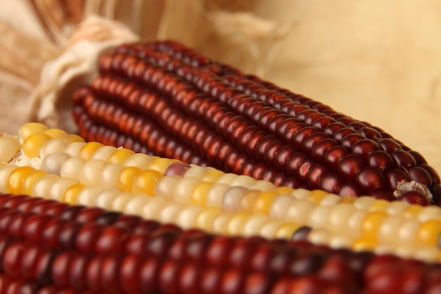 Corn Cobs