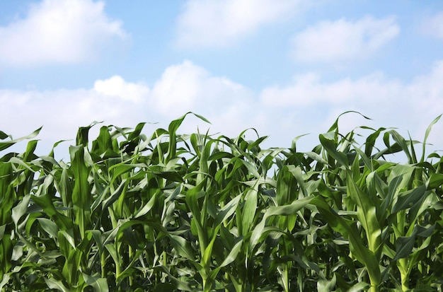 Corn Crop in the sunshine