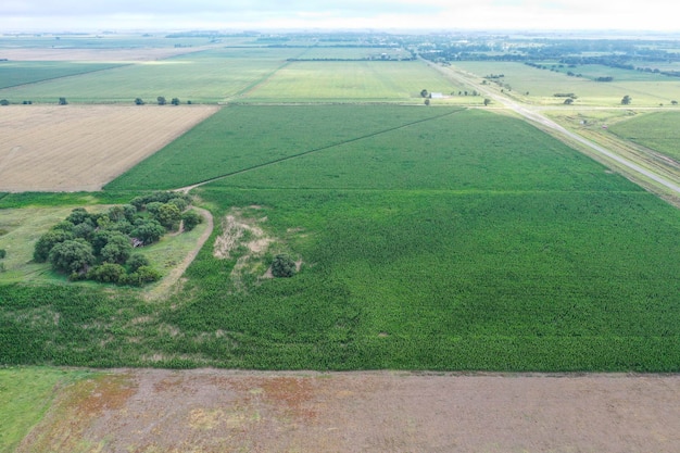 Corn cultivation Buenos Aires Province Argentina