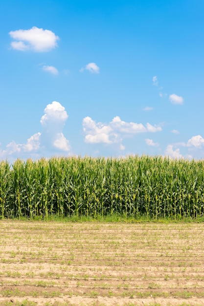 Выращивание кукурузы на поле органического земледелия в Австрии