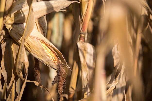 Corn cultivation on an organic agriculture field Austria