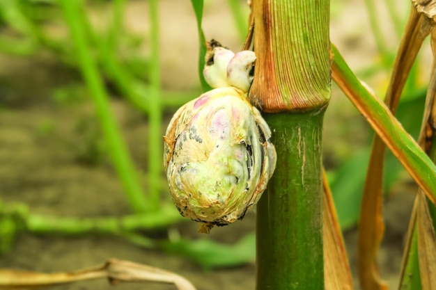 corn disease concept. spoiled corn grows in a cornfield