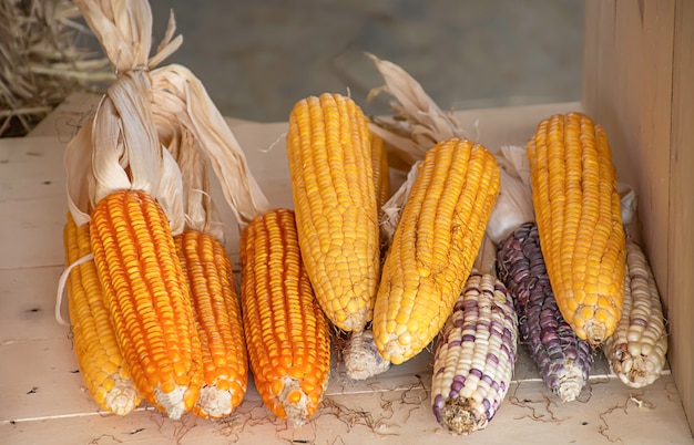 Photo corn drying on wood for the seeds to cultivate