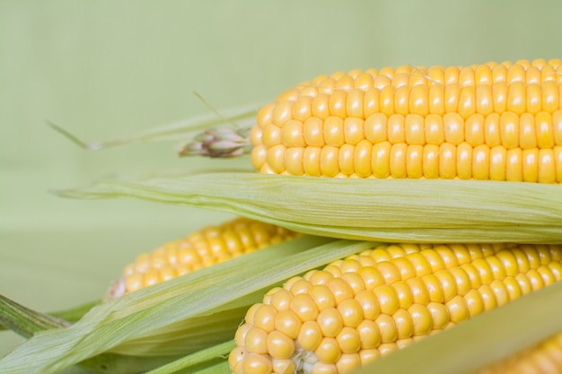 Corn. Ears of ripe sweet corn in leaves on a gray background.