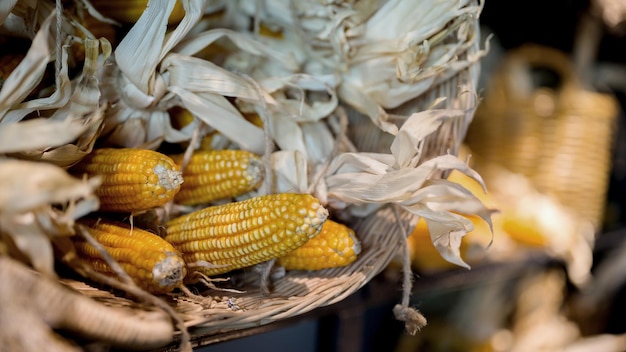 corn in Fall harvest and Autumn season