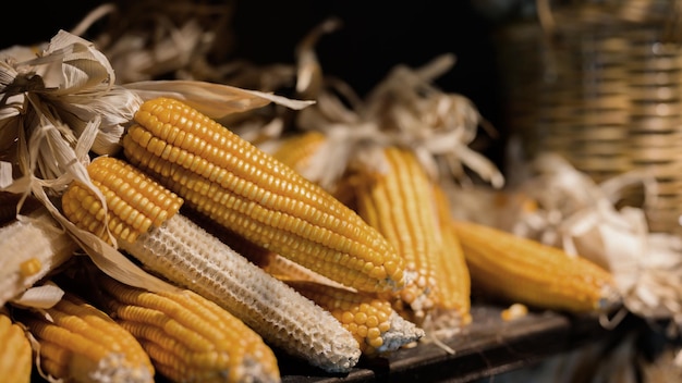 corn in Fall harvest and Autumn season