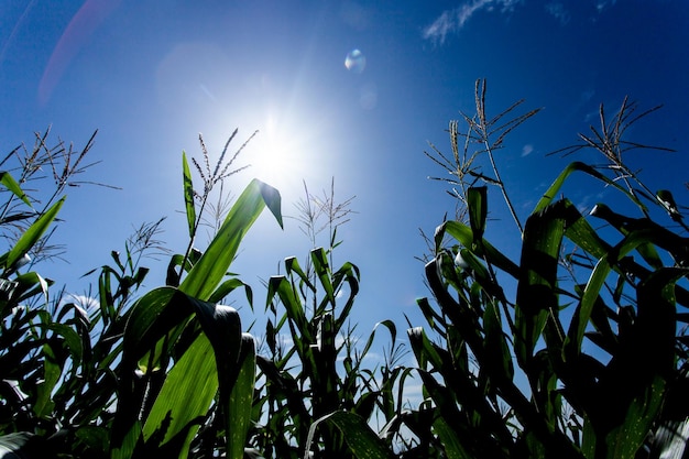 Corn farm on hill with blue sky and sunset background