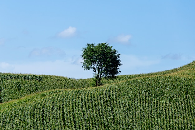 Corn farm on a hill with blue sky