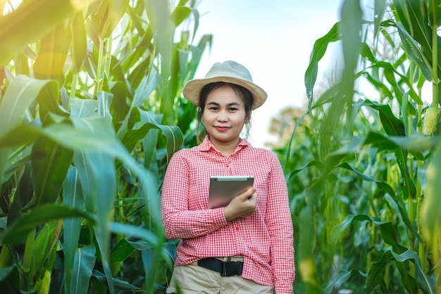 Photo corn farmers use communication technology to diagnose corn diseases with experts.