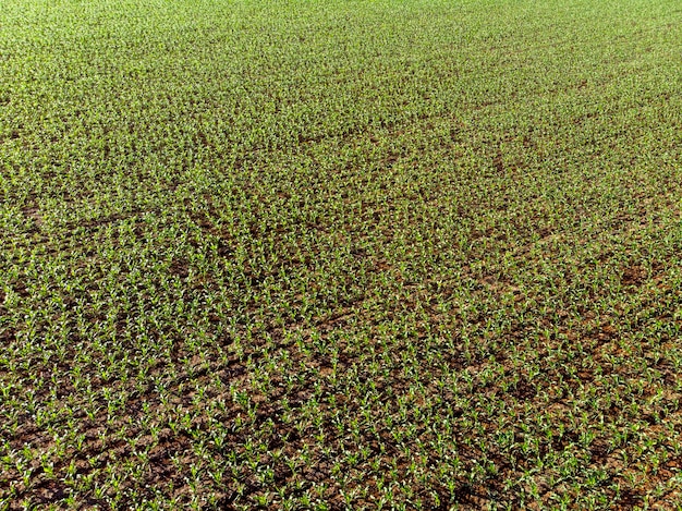 トウモロコシの茎の列の上にあるトウモロコシ畑の空中トウモロコシ畑の優れた成長熟成農業テーマ