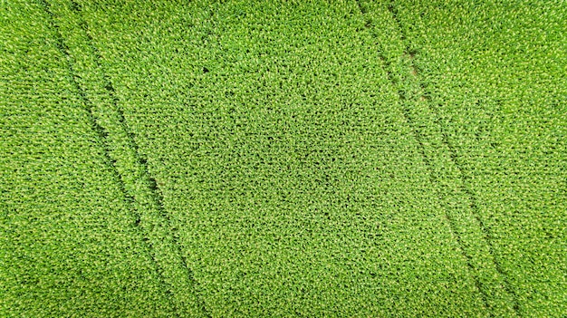 Corn field. Aerial view, cultivated maize crops.