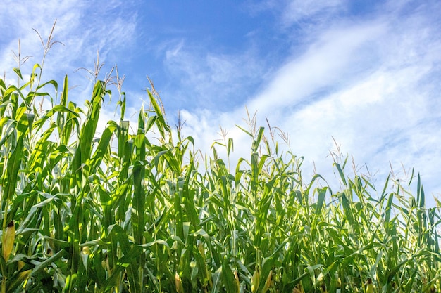 Corn field against the blue sky Agricultural industry Corn harvest Grain culture