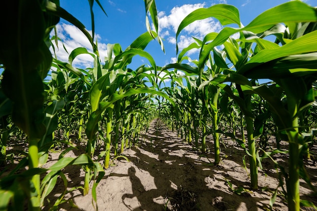 Campo di mais contro il paesaggio agricolo del cielo blu