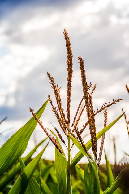 Corn field against a cloudy sky