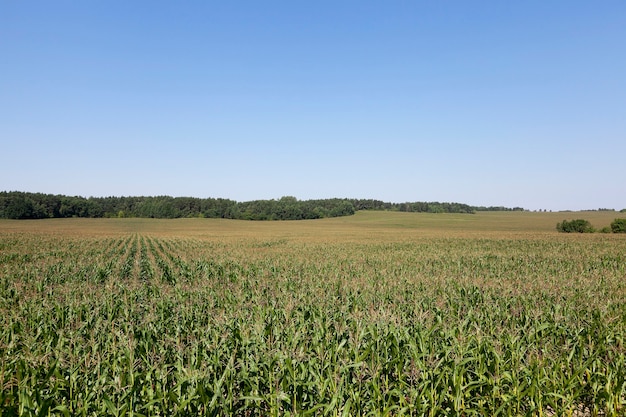 Corn field, agriculture - agricultural field on which grow green immature maize