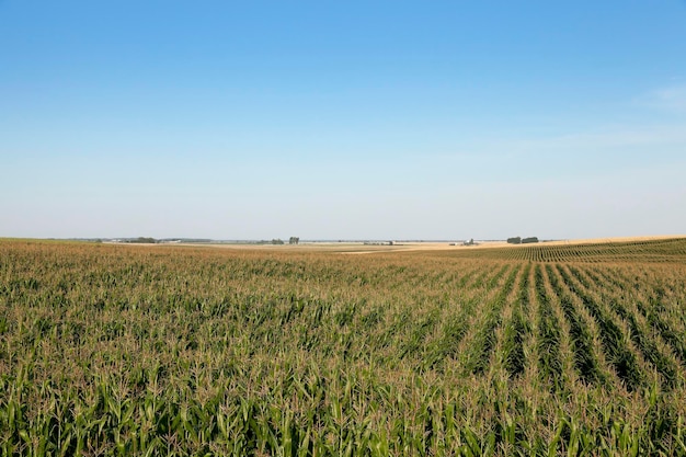 Corn field agriculture