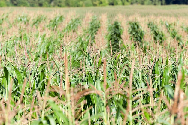 Corn field agriculture