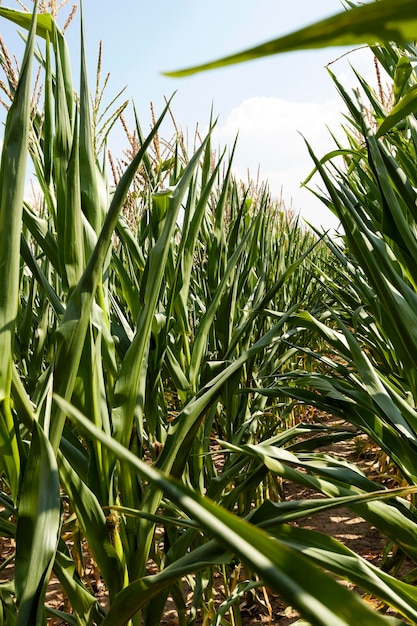 Corn field agriculture