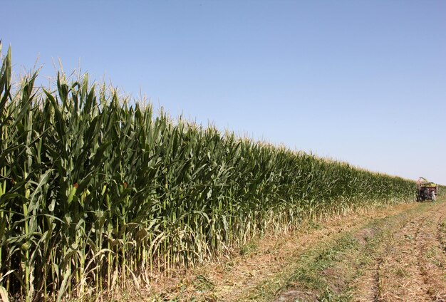 Corn field Animal feed