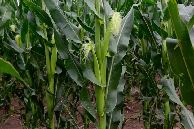 Corn field in Argentine Countryside La Pampa Province Patagonia Argentina