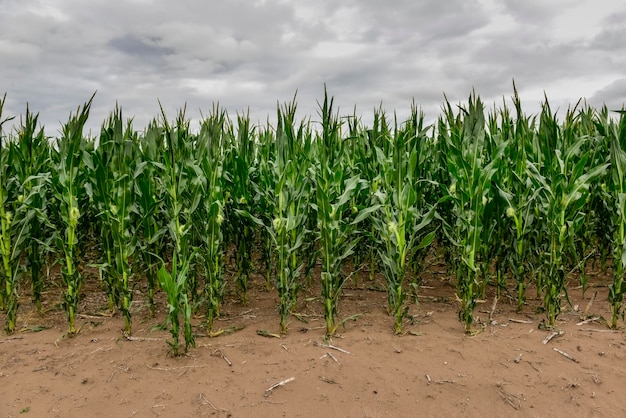 Corn field in Argentine Countryside La Pampa Province Patagonia Argentina