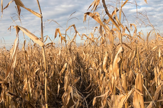 Кукурузное поле осенью Сельскохозяйственное поле с кукурузой осенью