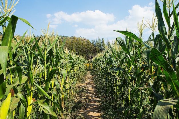 Campo di grano su uno sfondo di cielo blu.