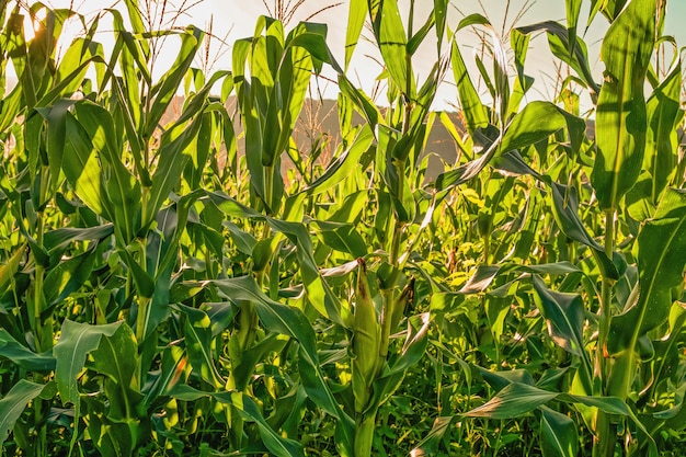 Corn field background