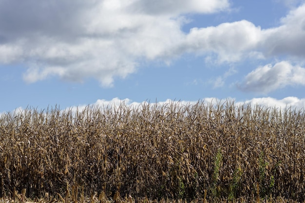 Corn field and blue sky. Wide photo.