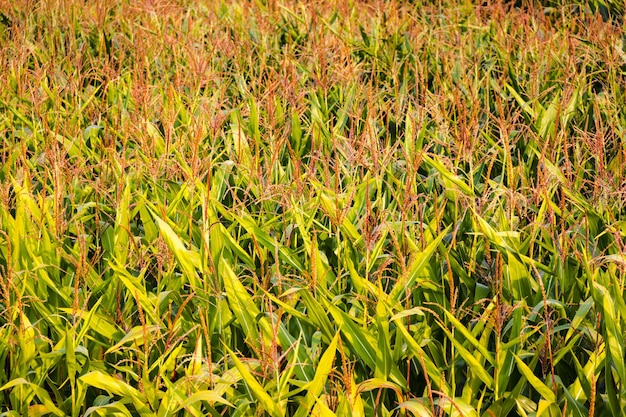 Corn field on a bright sunny summer day