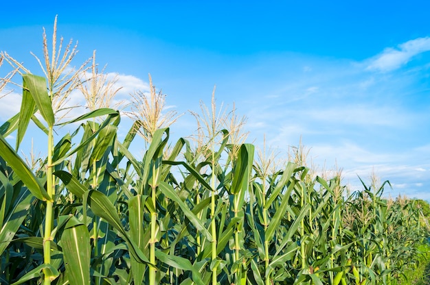 Кукурузное поле в ясный день, кукурузное дерево на ферме с голубым облачным небом