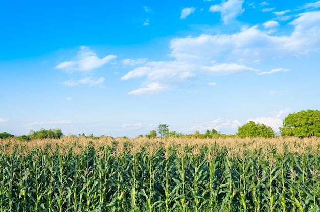 Campo di grano in giornata limpida