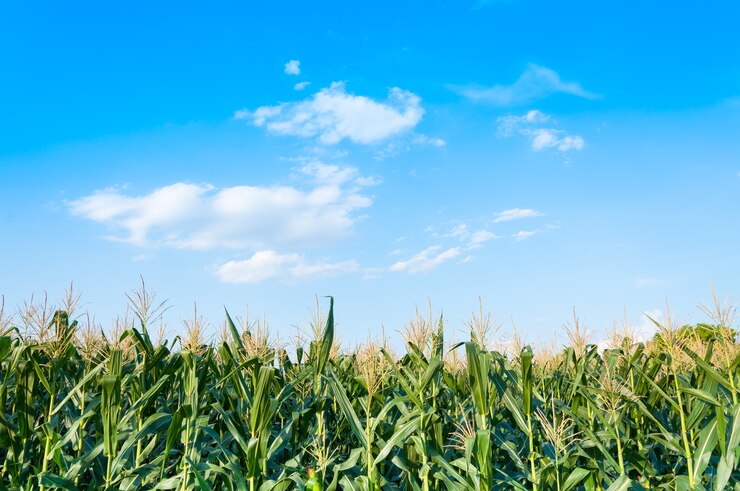 Photo corn field in clear day