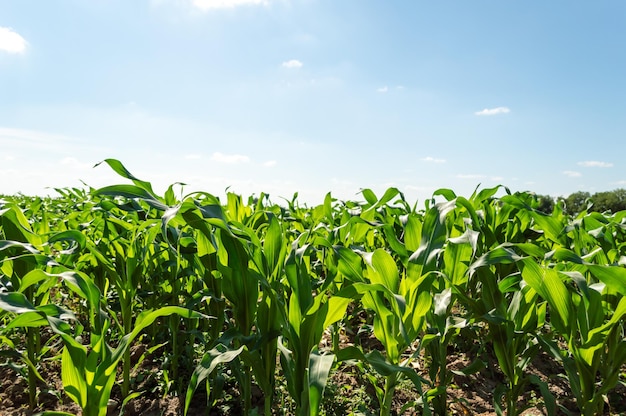 Corn field on a clear summer day